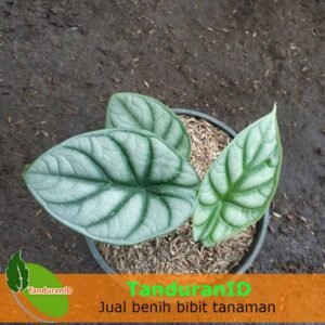 Alocasia Silver