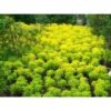 Brokoli Kuning - Gambar 2
