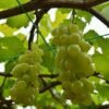 Anggur Hijau Belgia - Gambar 2