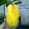 Mangga Chokanan - Gambar 2
