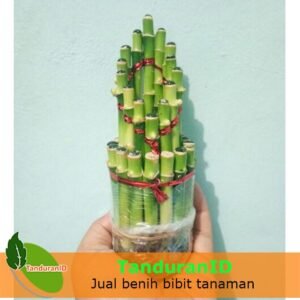 Bambu Rejeki Runcing