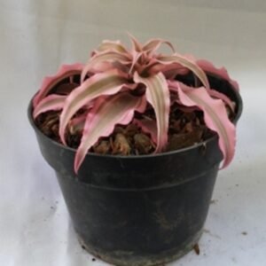 Striped Pink Ananas