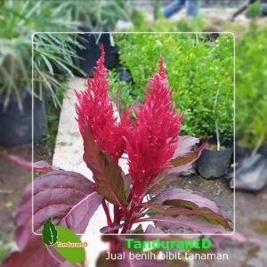 Red Celosia