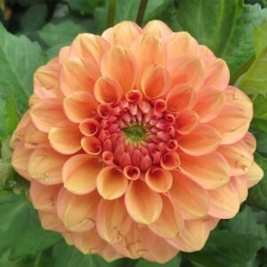 Dahlia Peach