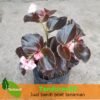Begonia Double Pink Rose - Gambar 2
