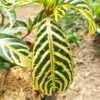 Aphelandra Kuning - Gambar 2
