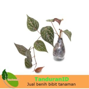 Sirih Merah