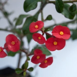 Euphorbia Geroldii