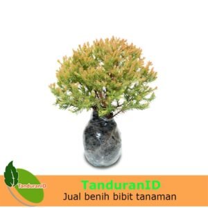 Cemara Rengold