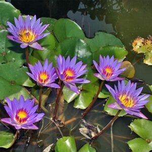 Teratai Capensis Ungu