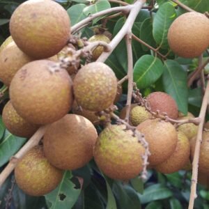 Kelengkeng Pingpong