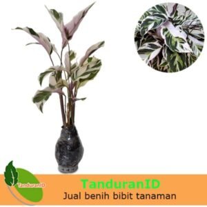 Calathea White Fusion