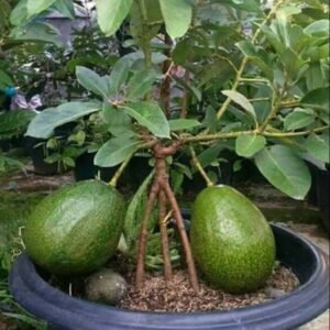 Alpukat Kendil