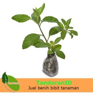 Sambung Nyawa