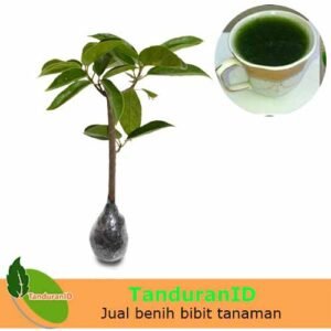 Cincau Hijau Perdu