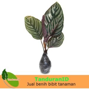 Calathea Ornata