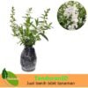 Angelonia Putih - Gambar 2