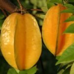 Belimbing Madu