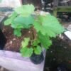 Anggur Hitam Tanpa Biji - Gambar 2
