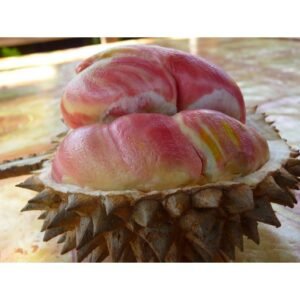 Durian Pelangi