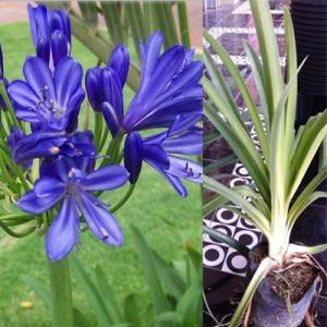 Blue Agapantus