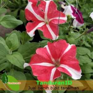 Pink Stripe Petunia