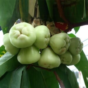 Jambu Air Camplong (Klampok)