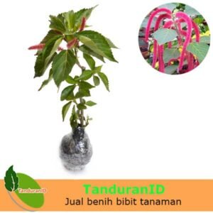 Acalypha