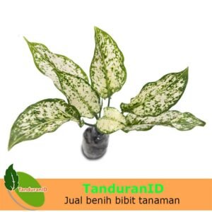 Aglaonema Snow White