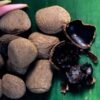 Kluwek Kepayang Picung - Gambar 2