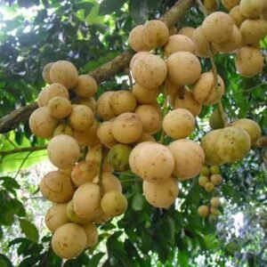 Duku Palembang Asli