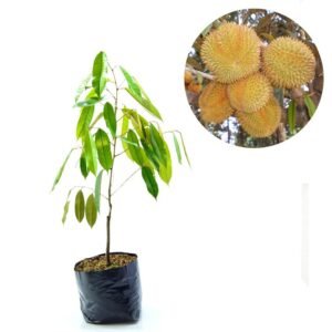Durian Matahari