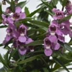 Angelonia Pink