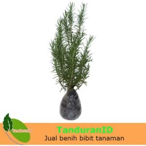 Rosemary 30Cm