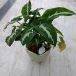Syngonium Wendlandi