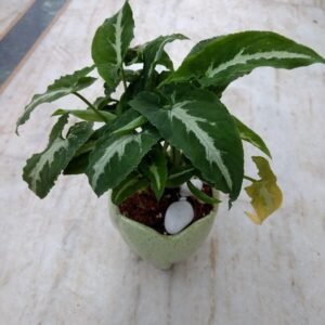 Syngonium Wendlandi