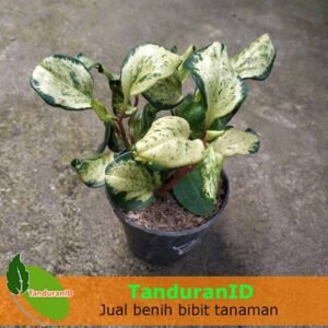 Begonia Snow White