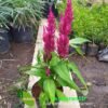 Red Magenta Celosia - Gambar 2