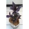 Persian Shield - Gambar 2