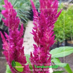 Red Magenta Celosia