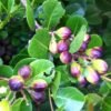 Cocoplum - Gambar 2