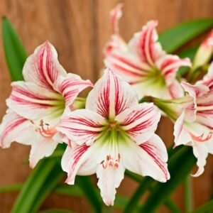 Amaryllis Ringgo