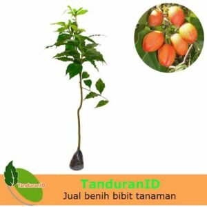 Kacang Amazon