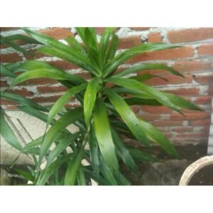 Pandan Suji