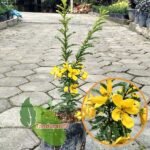 Akasia Kuning
