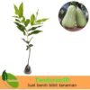 Jambu Air Madu Deli Hijau - Gambar 3