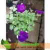 Purple Stripe Petunia - Gambar 2