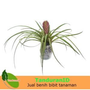 Tillandsia Cyanea