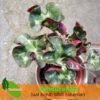 Begonia Curly Green - Gambar 2