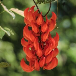Flame Of Irian